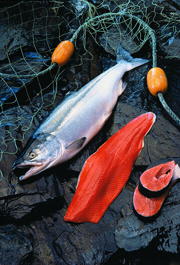 Red Salmon Versus Pink Salmon Versus Tuna - Pure Alaska Salmon Company